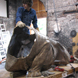 Matt Weir's Bronze Tiger Sculpture